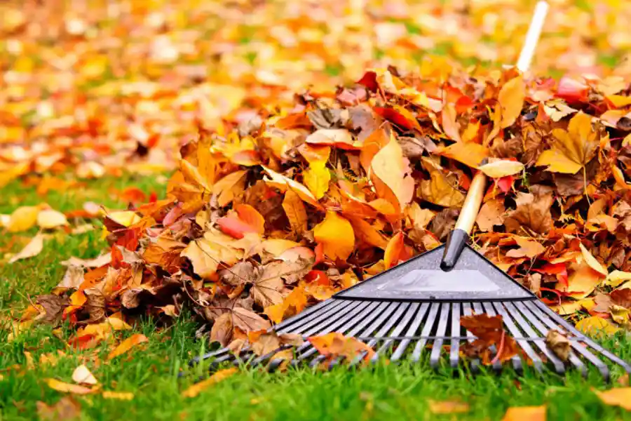 Yard Maintenance